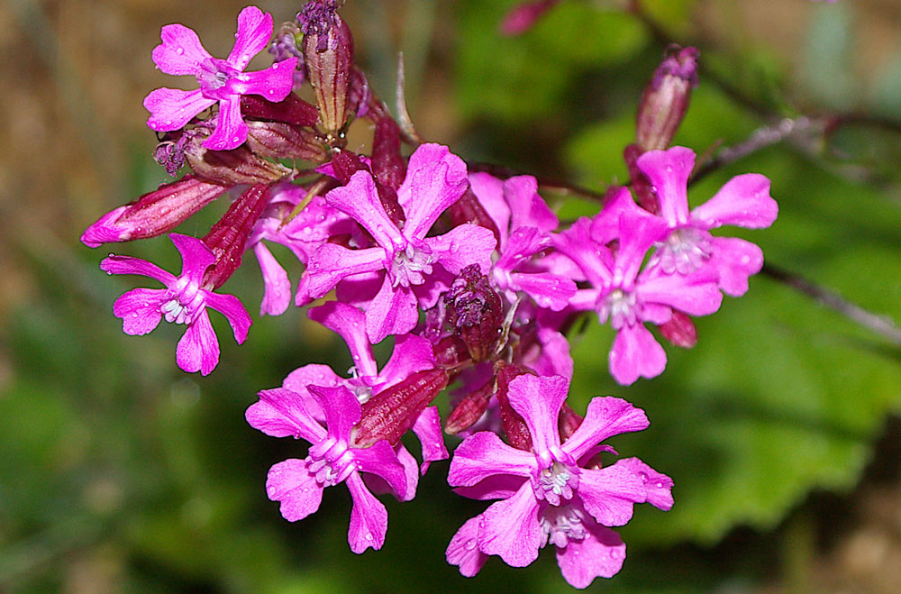 Viscaria vulgaris (=Lychnis viscaria) /Crotonella vischiosa